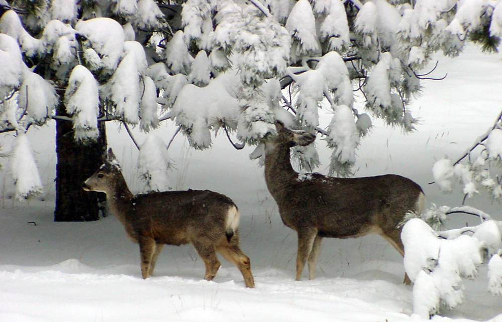 Deer-winter